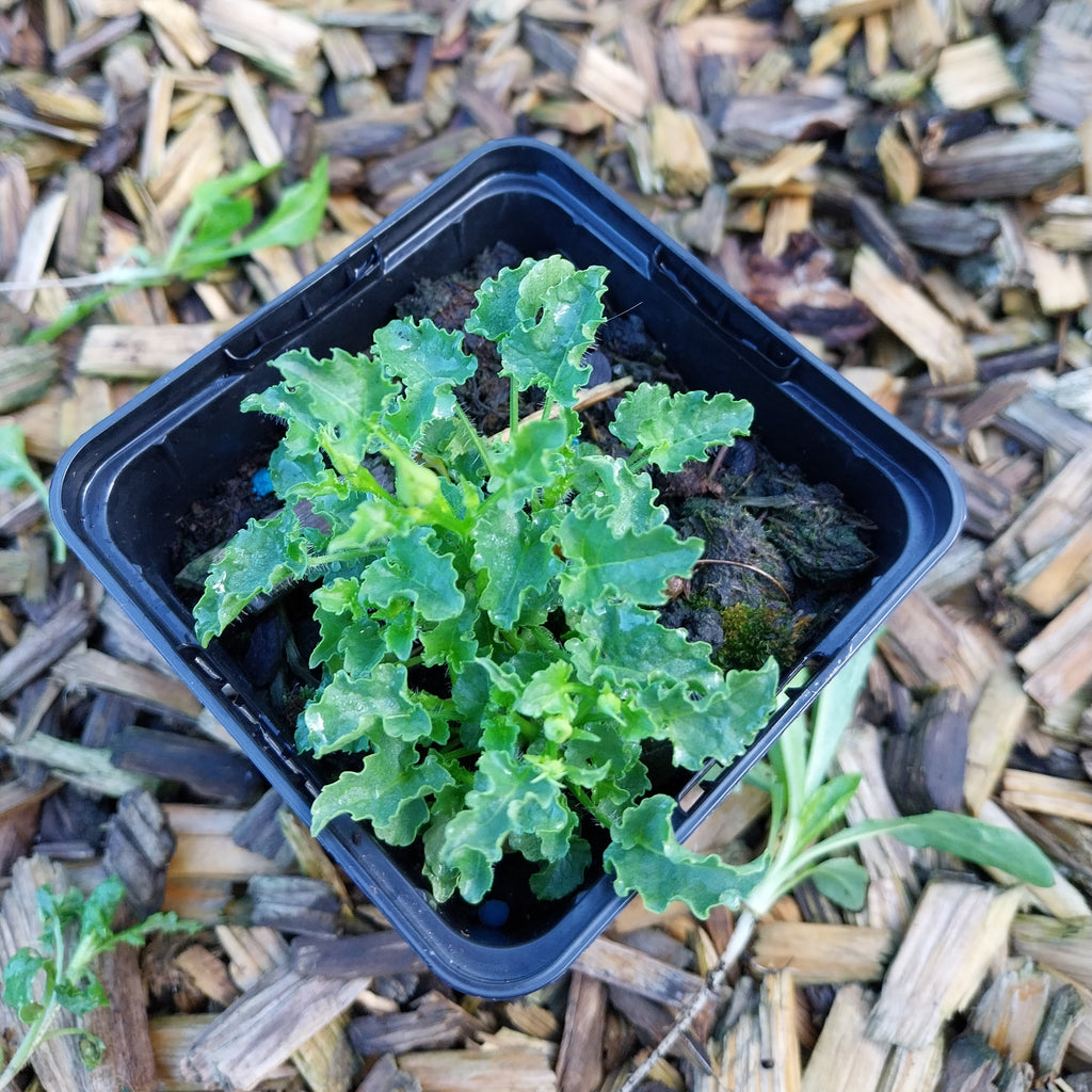 Campanula carpatica ‘Pearl White’ im Topf