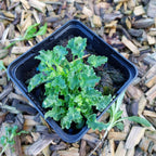 Campanula carpatica ‘Pearl White’ im Topf