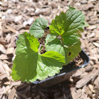 Campanula trachelium Nesselblättrige Glockenblume
