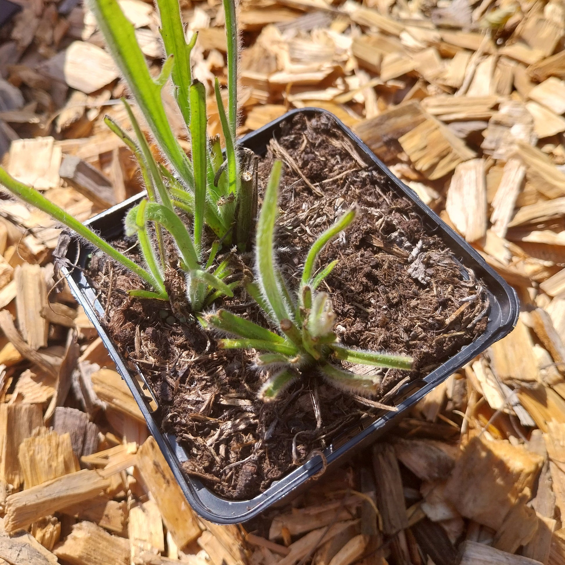 Catananche caerulea 'Alba' Rasselblume
