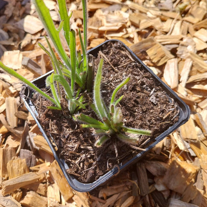 Catananche caerulea 'Alba' Rasselblume