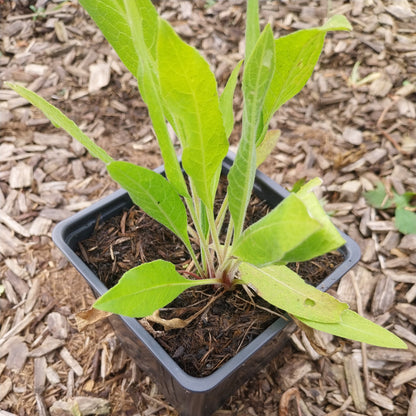 Centaurea macrocephala Riesen-Flockenblume