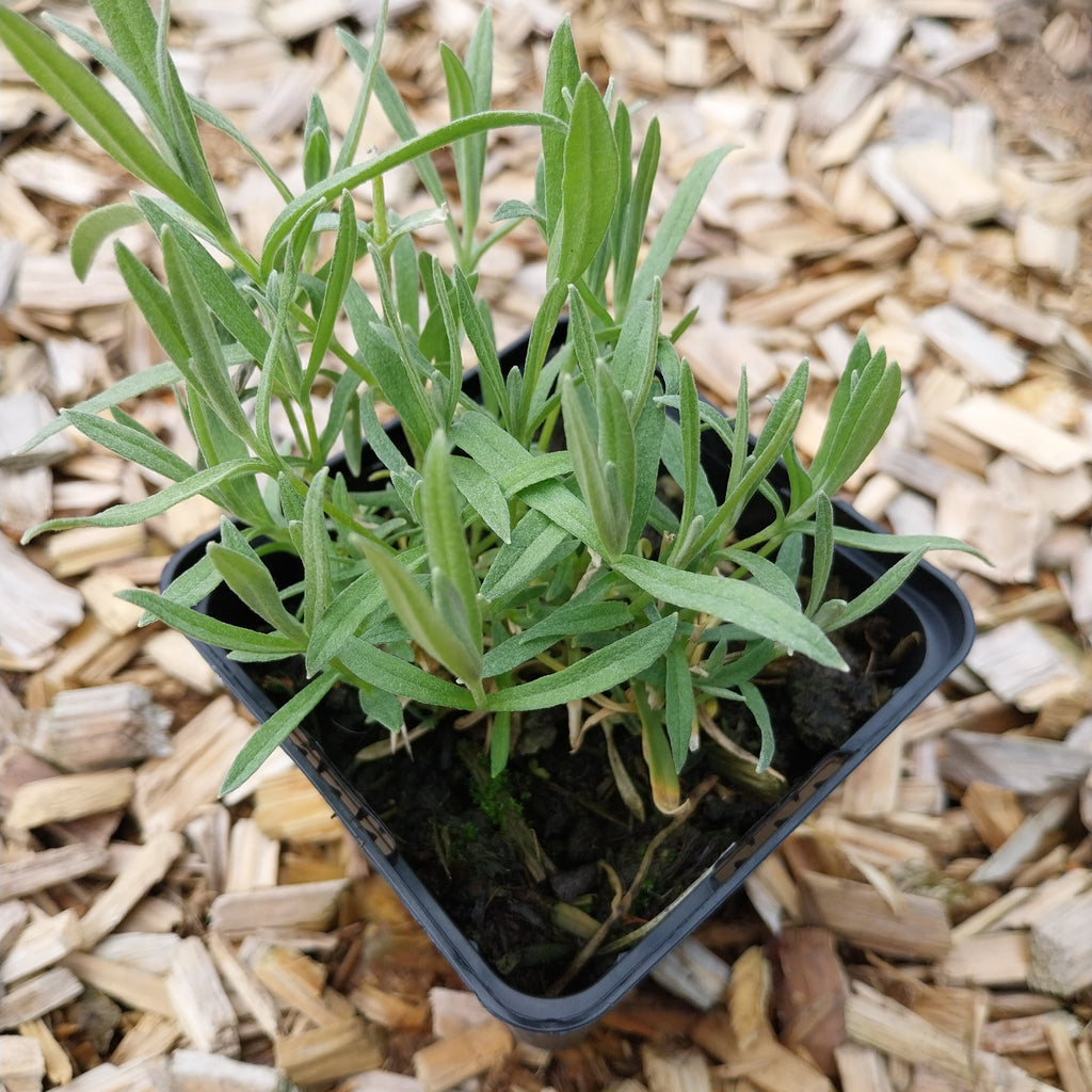 Cerastium tomentosum 'Silberteppich' Hornkraut