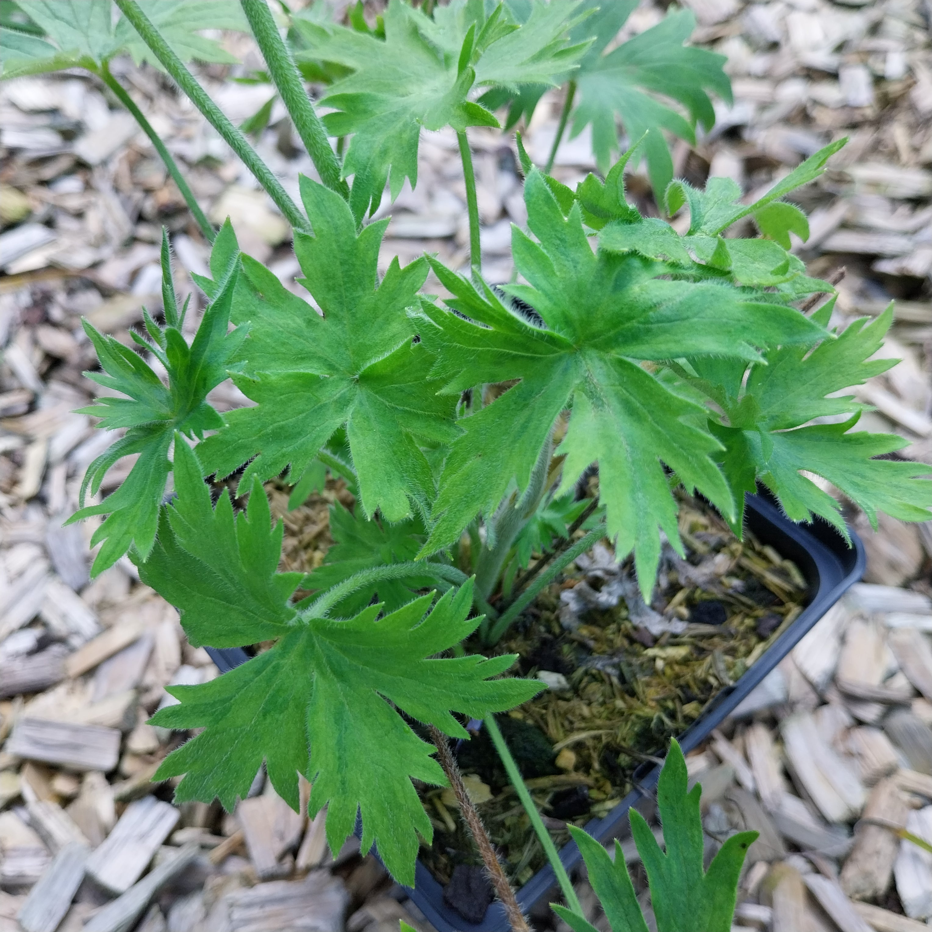 Delphinium × belladonna ‘Casa Blanca’ im Topf