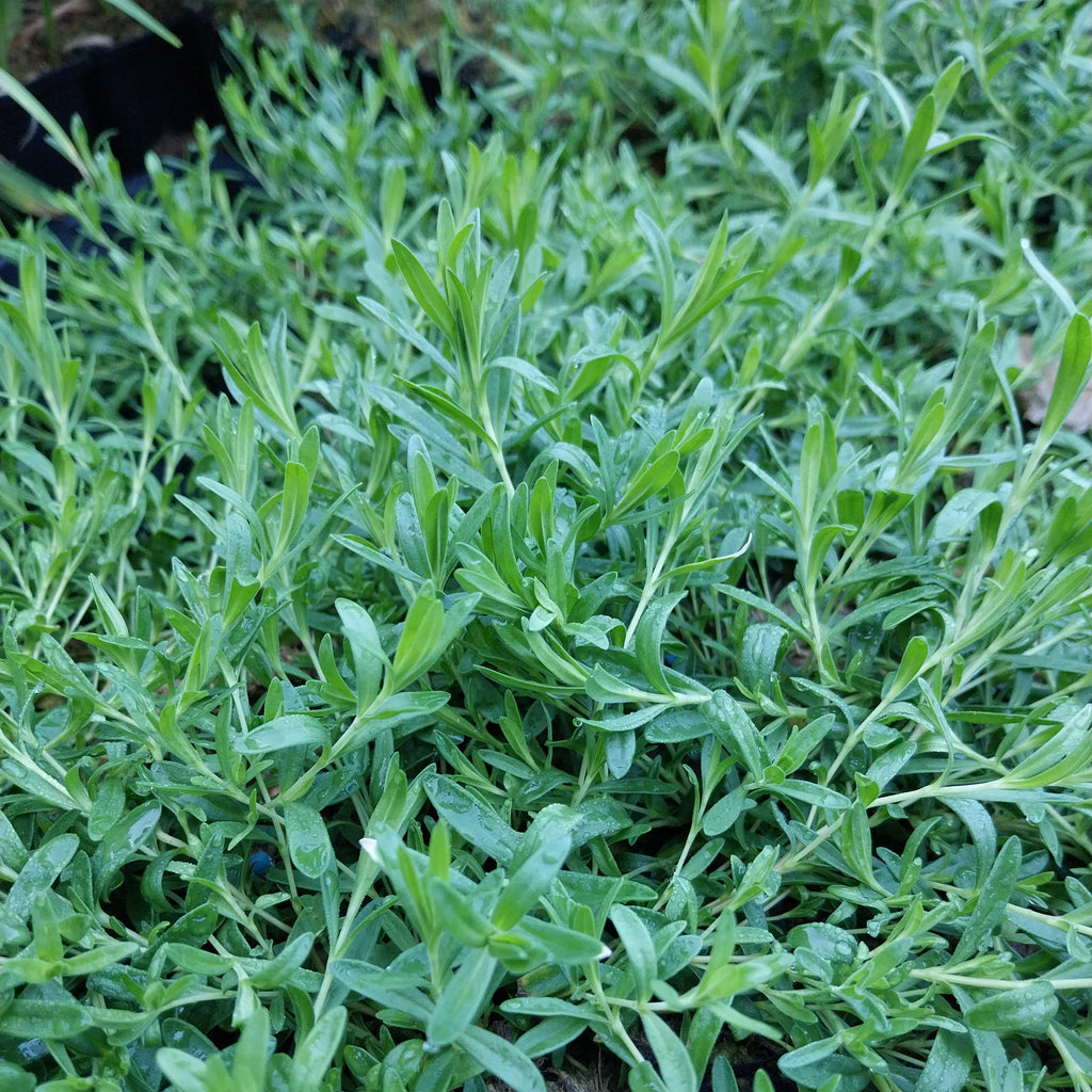 Dianthus deltoides 'Arctic Fire' Heide-Nelke