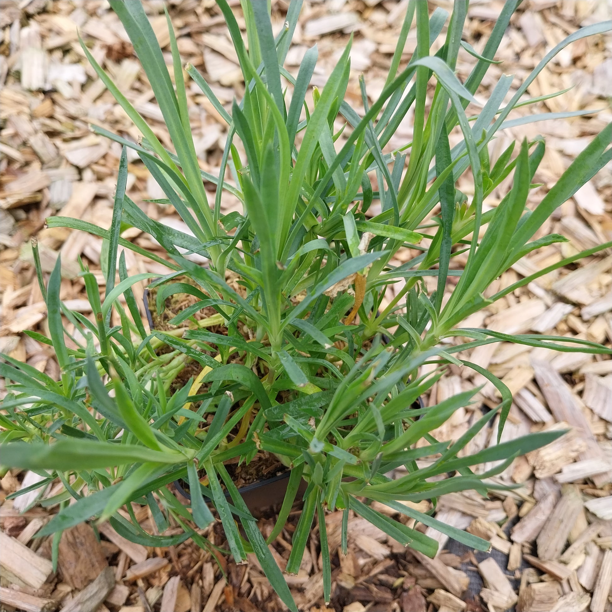Dianthus plumarius 'Roseus' Feder-Nelke