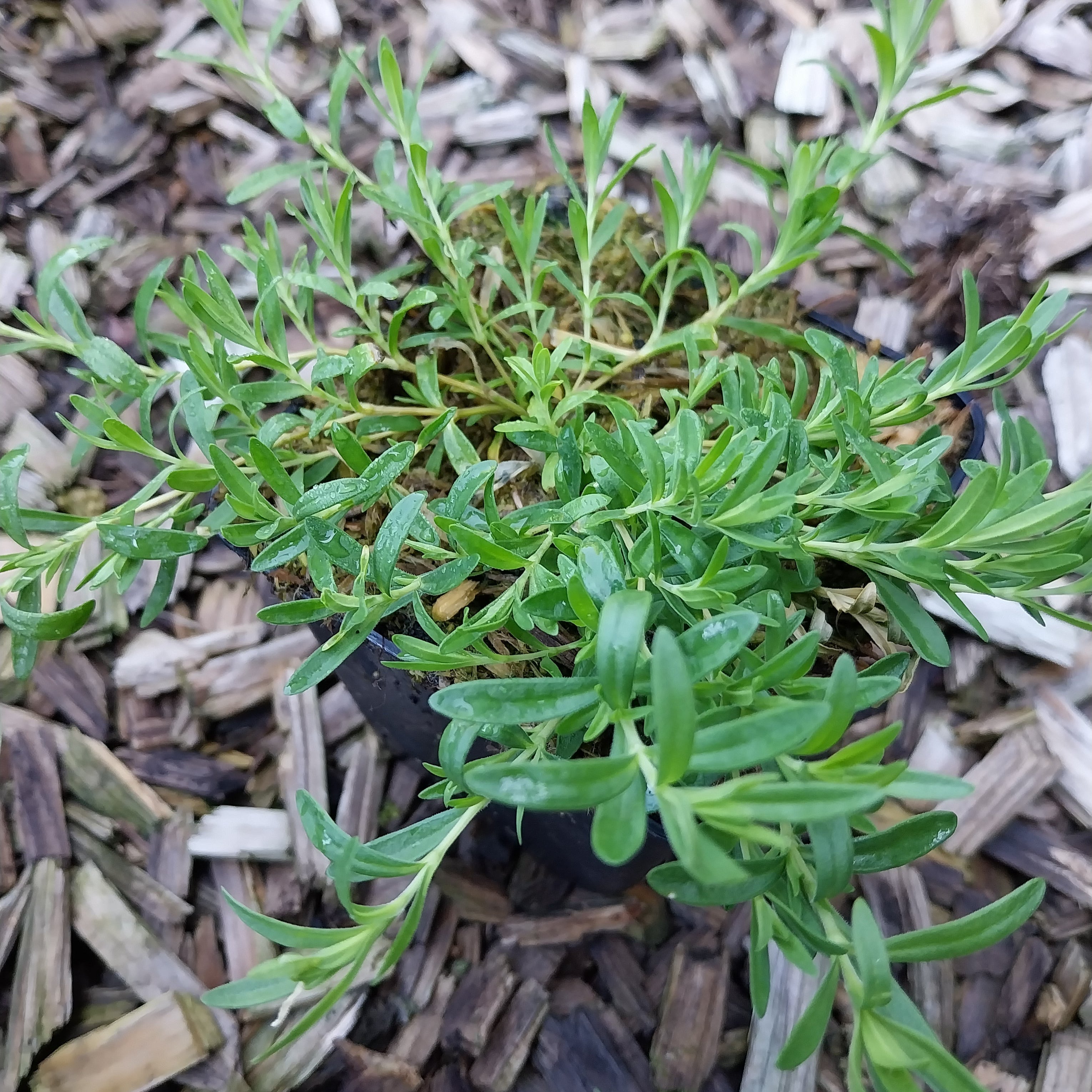 Dianthus plumarius 'Sweetness' Federnelke