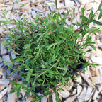 Dianthus deltoides 'Roseus' Heide-Nelke