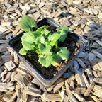 Doronicum orientale 'Little Leo' Gämswurz im Topf