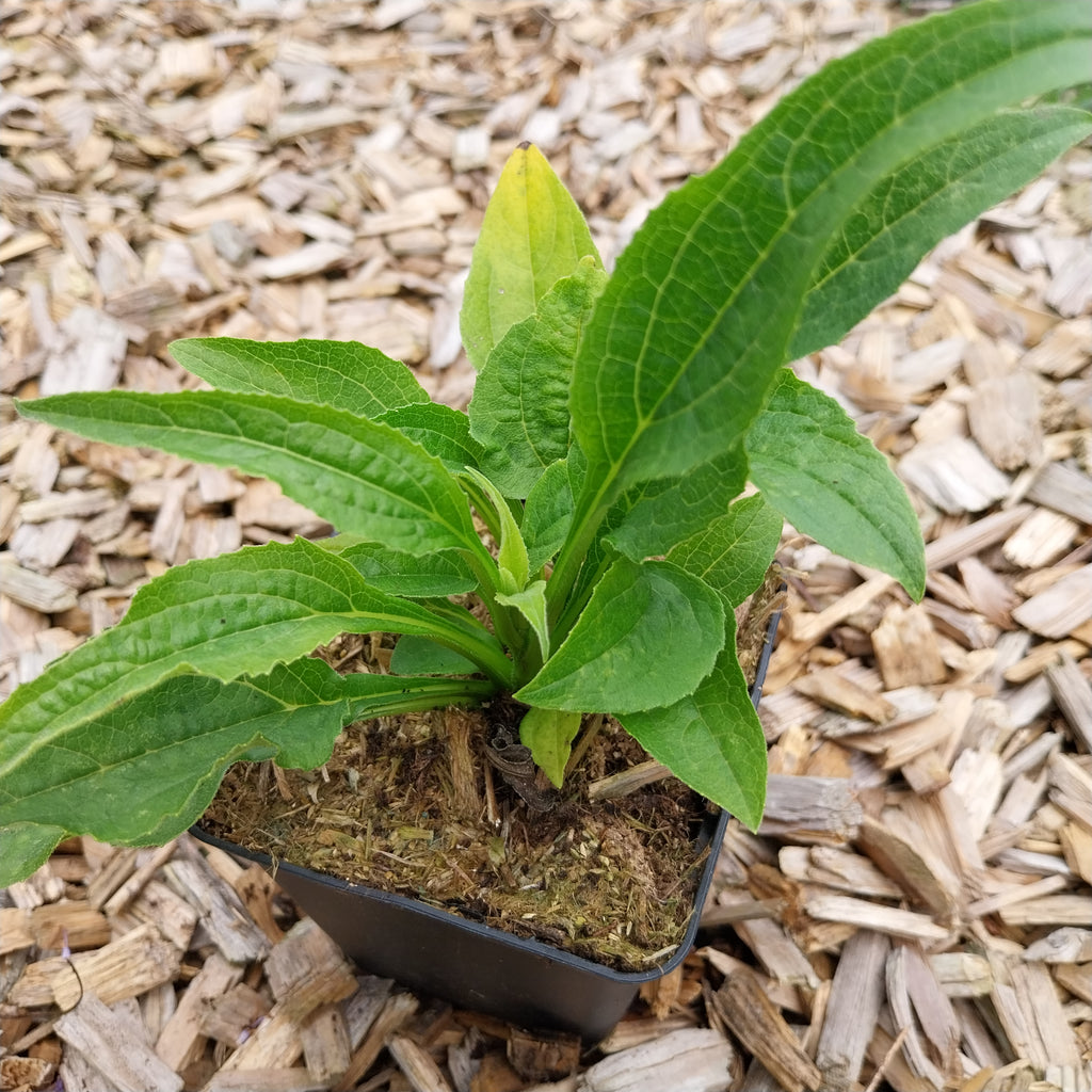 Echinacea purpurea 'Mellow Yellows' Scheinsonnenhut