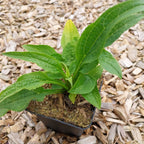 Echinacea purpurea 'Mellow Yellows' Scheinsonnenhut