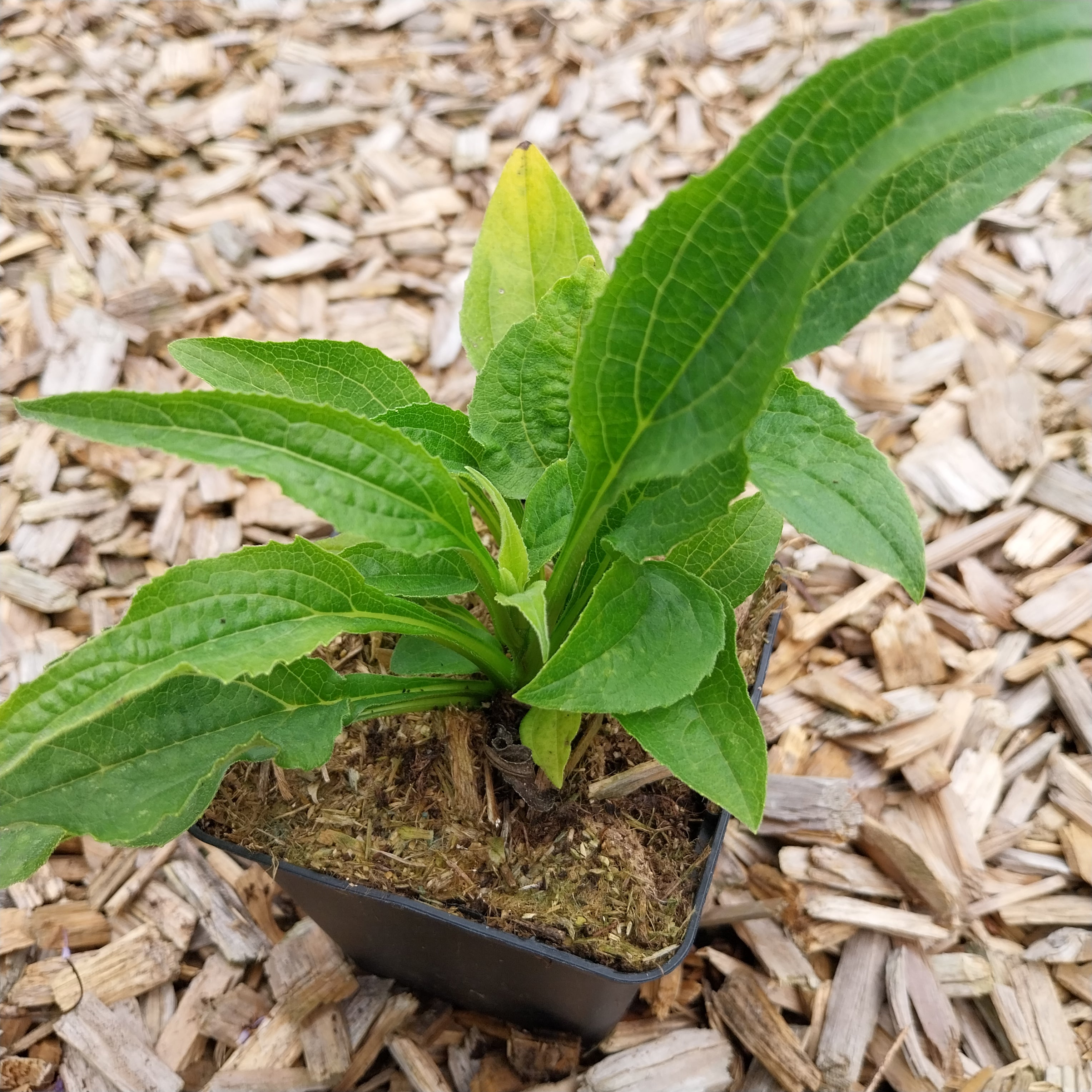 Echinacea purpurea 'Mellow Yellows' Scheinsonnenhut