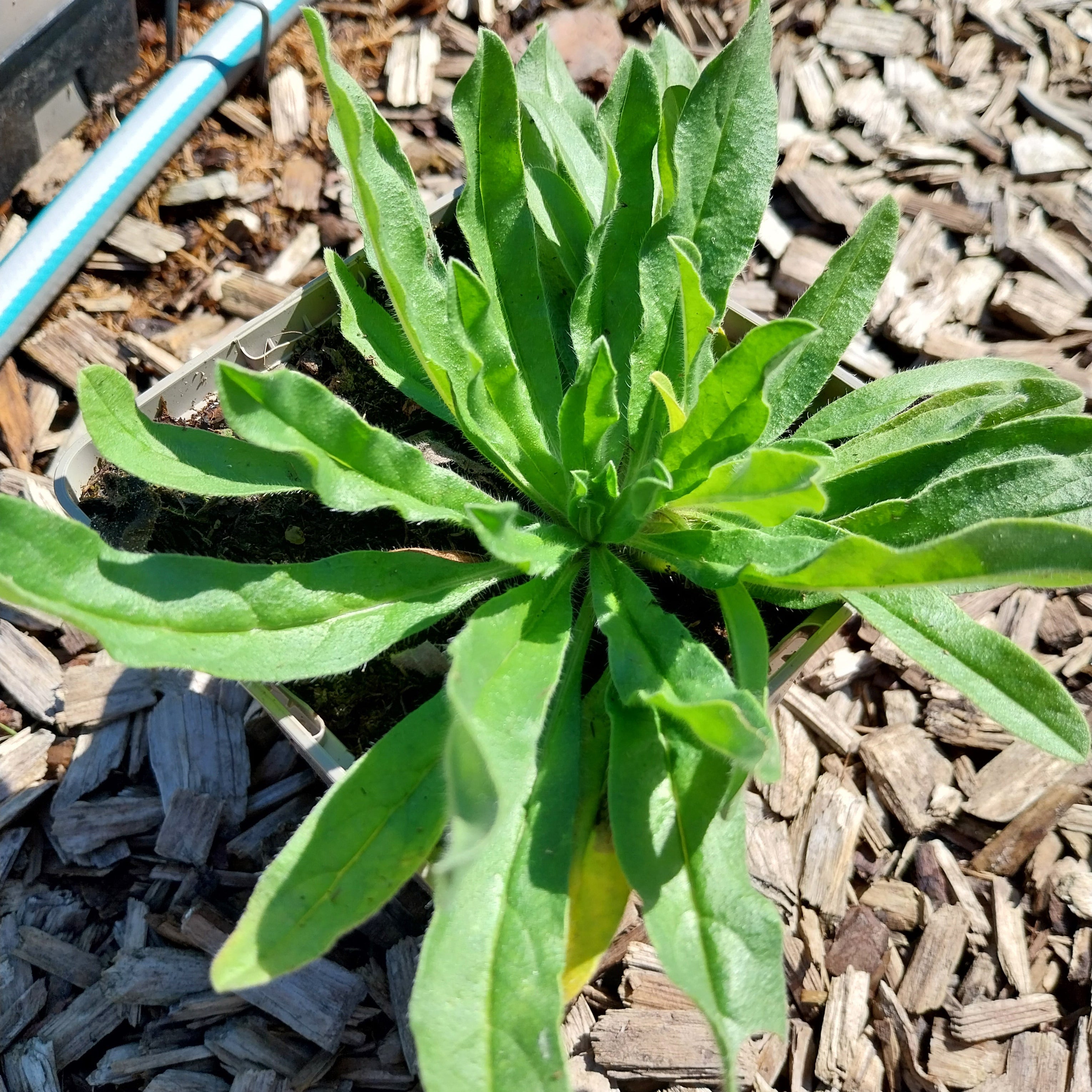Echium vulgare Gewöhnlicher Natternkopf