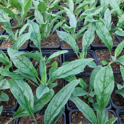 Eritrichium canum Hybr. 'Baby Blues' Himmelsherold