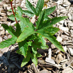 Filipendula rubra 'Venusta'