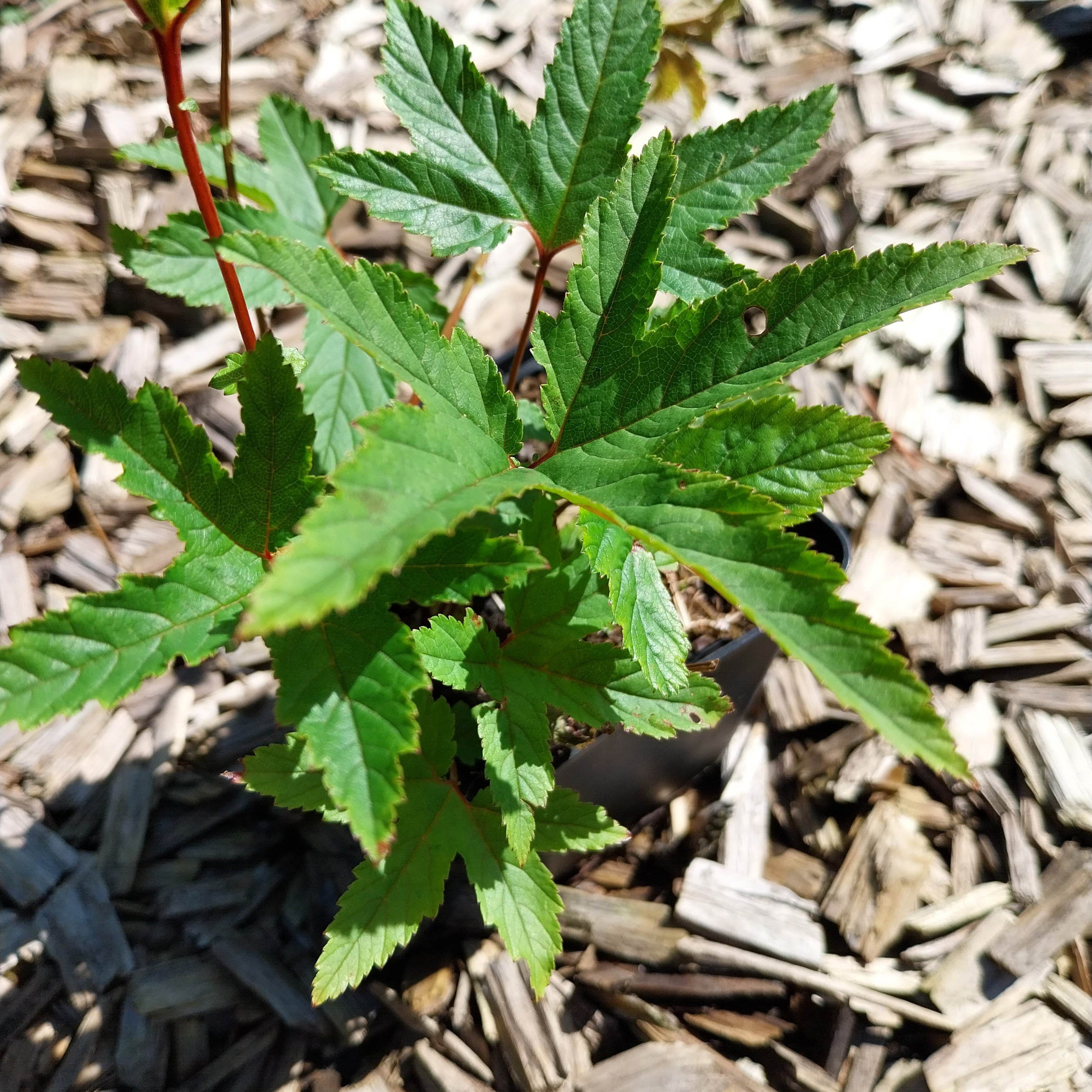 Filipendula rubra 'Venusta'