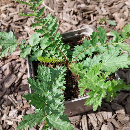 Filipendula ulmaria Sumpf-Mädesüß