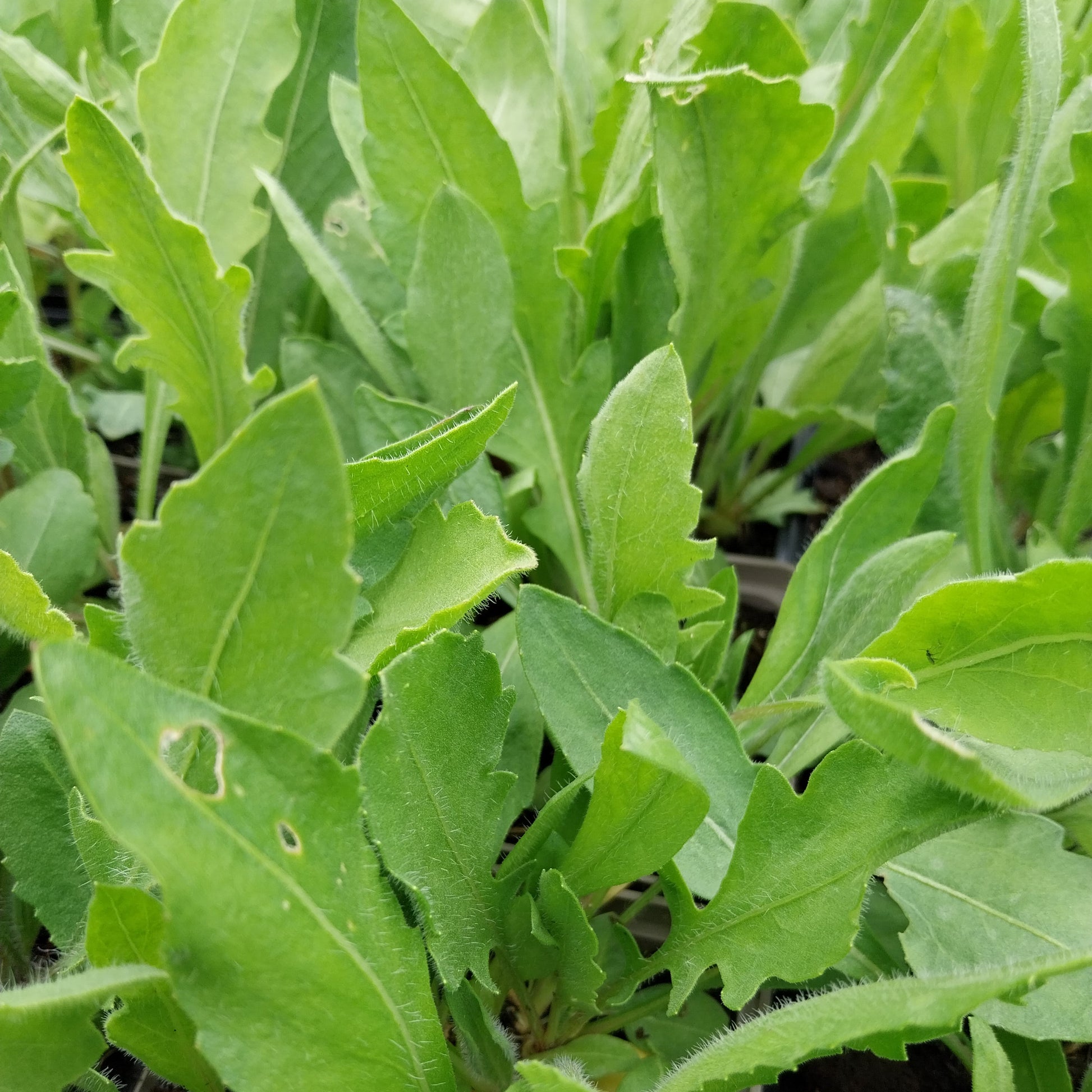 Gaillardia aristata 'Amber Wheels' Kokardenblume