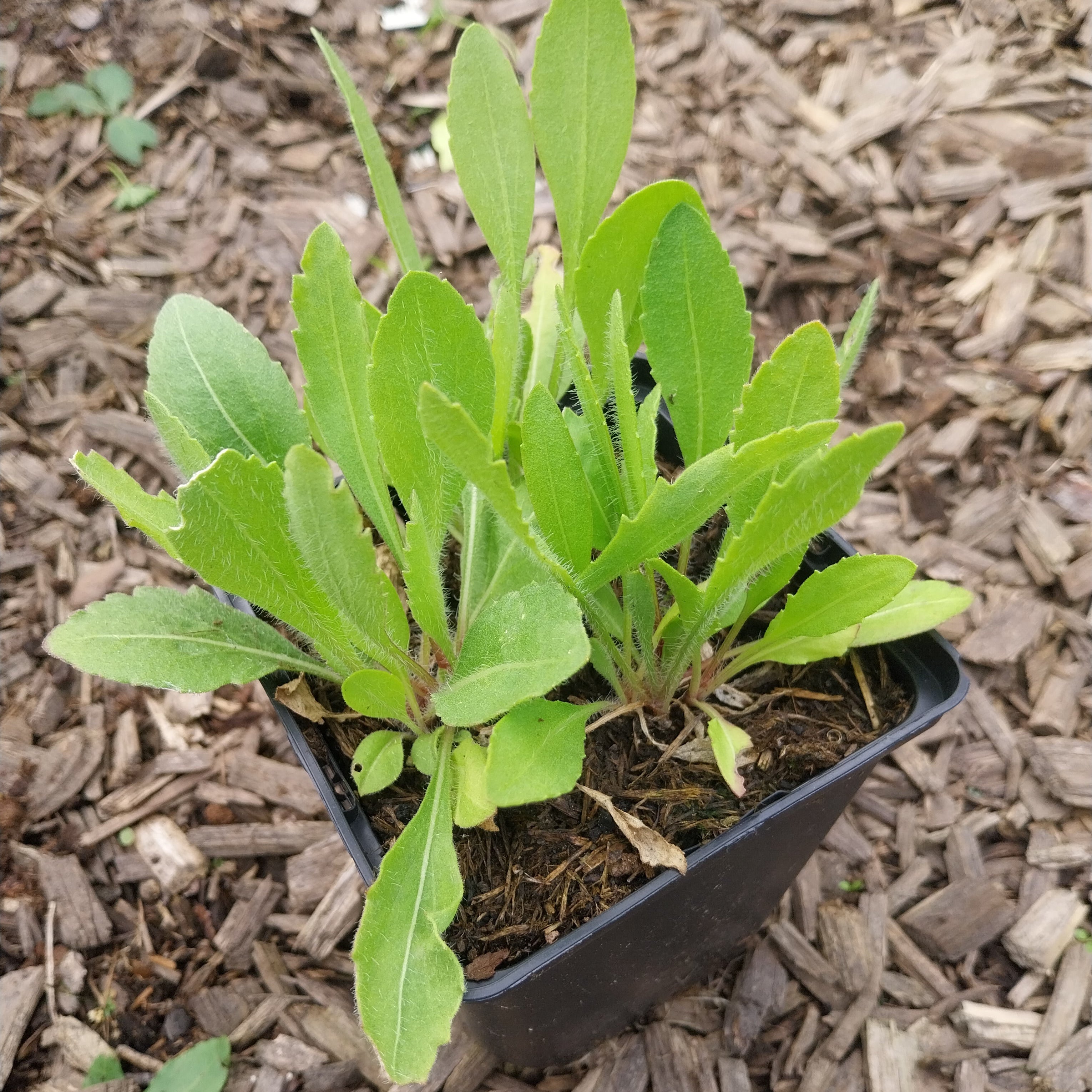 Gaillardia × grandiflora 'Burgunder' Kokardenblume
