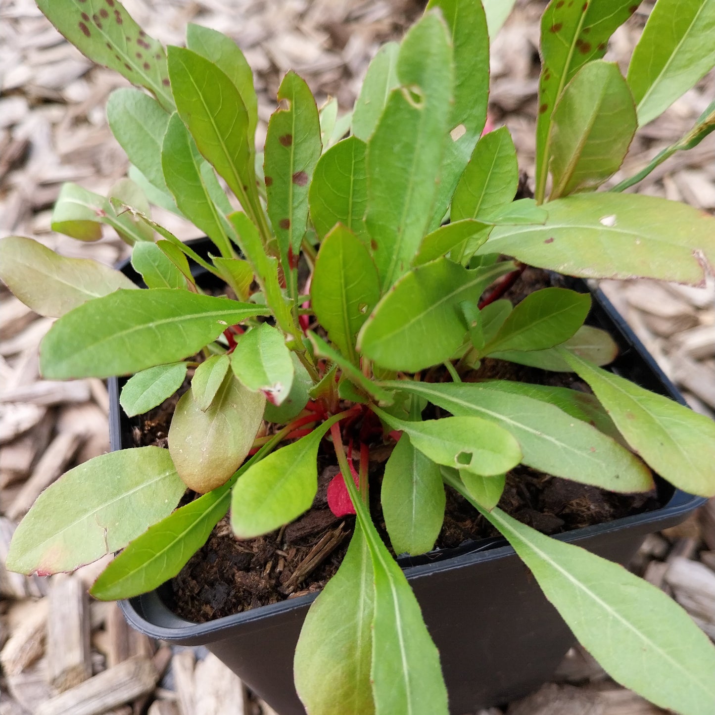 Gaura lindheimerii Prachtkerze