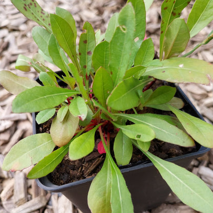 Gaura lindheimerii Prachtkerze