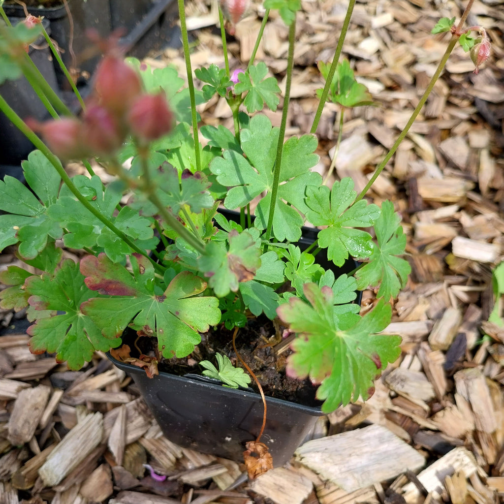 Geranium × cantabrigiense ‘Cambridge’ – Cambridge-Garten-Storchschnabel im Topf