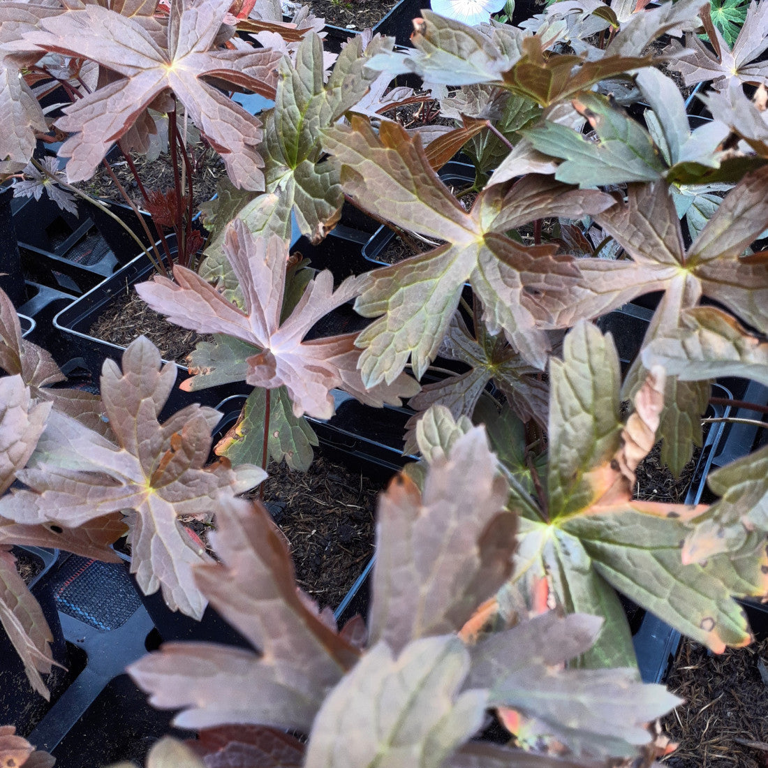 Geranium maculatum 'Schokoprinz' Braunblättriger Storchschnabel