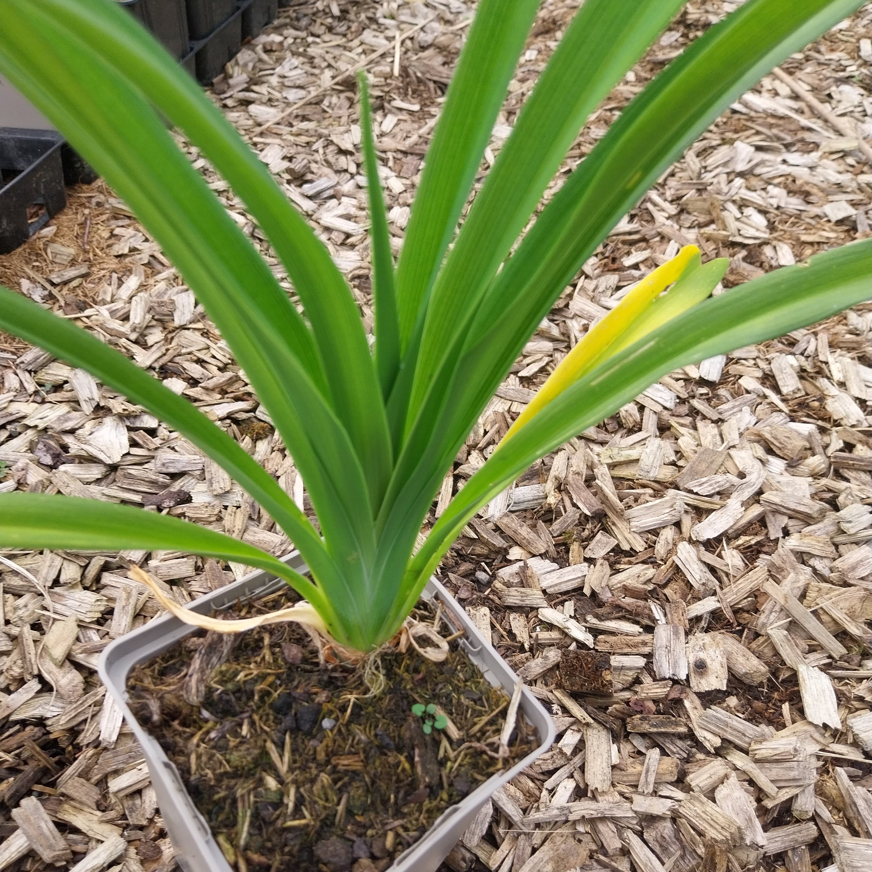 Hemerocallis × cultorum  Garten-Taglilie