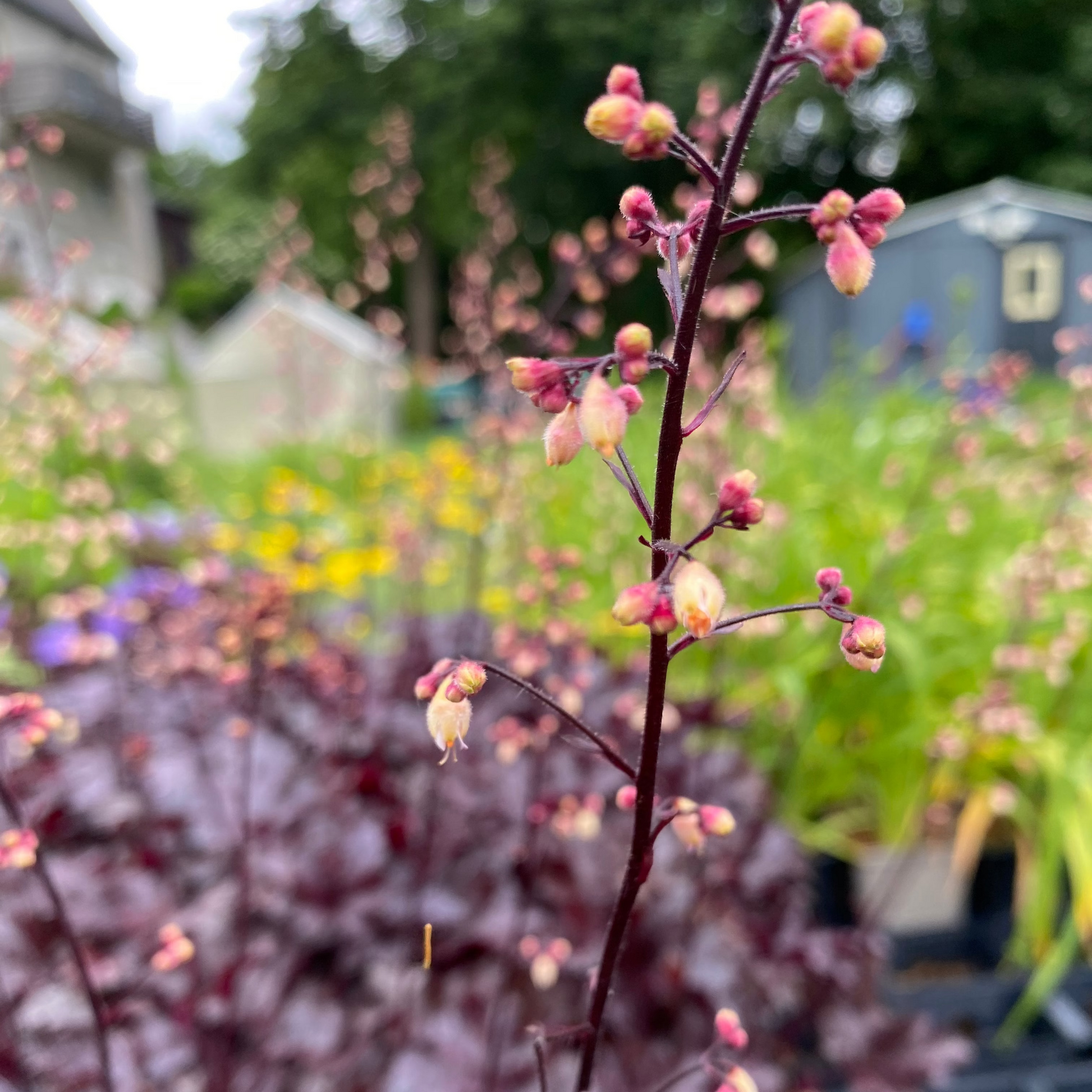 Heuchera micrantha 'Black Pearl' Silberglöckchen