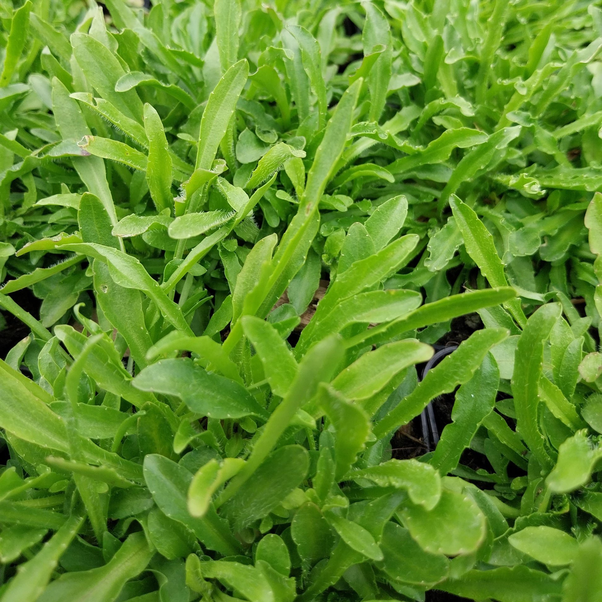 Jasione laevis 'Blaulicht' Sandglöckchen