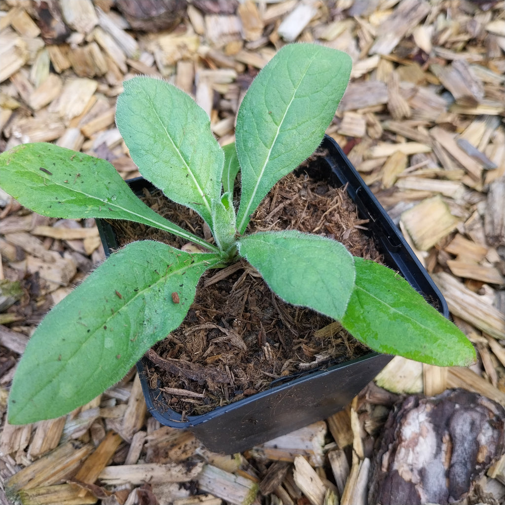 Knautia macedonica 'Mars Midget' Witwenblume