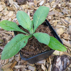 Knautia macedonica 'Mars Midget' Witwenblume