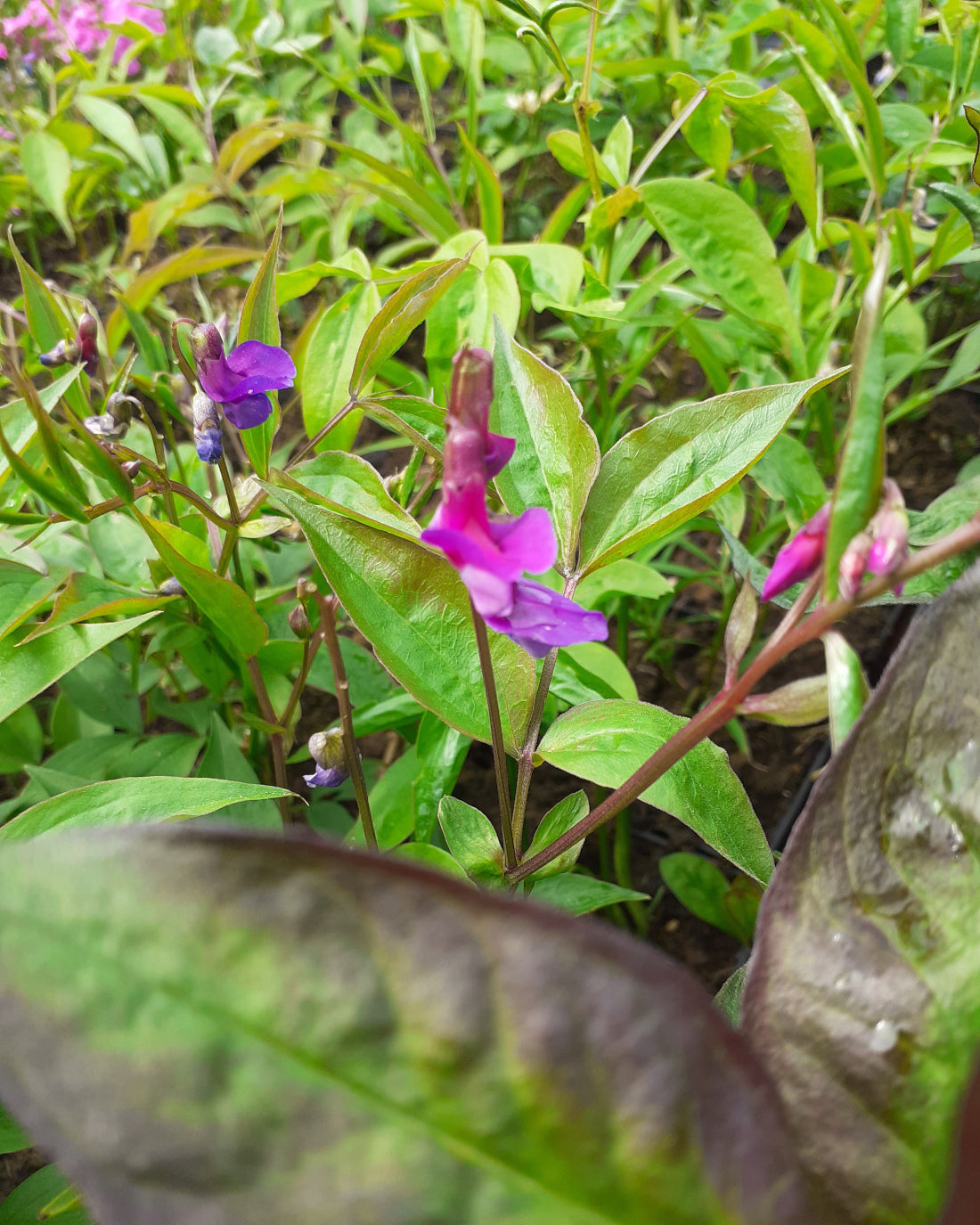 Lathyrus vernus Frühlings-Platterbse