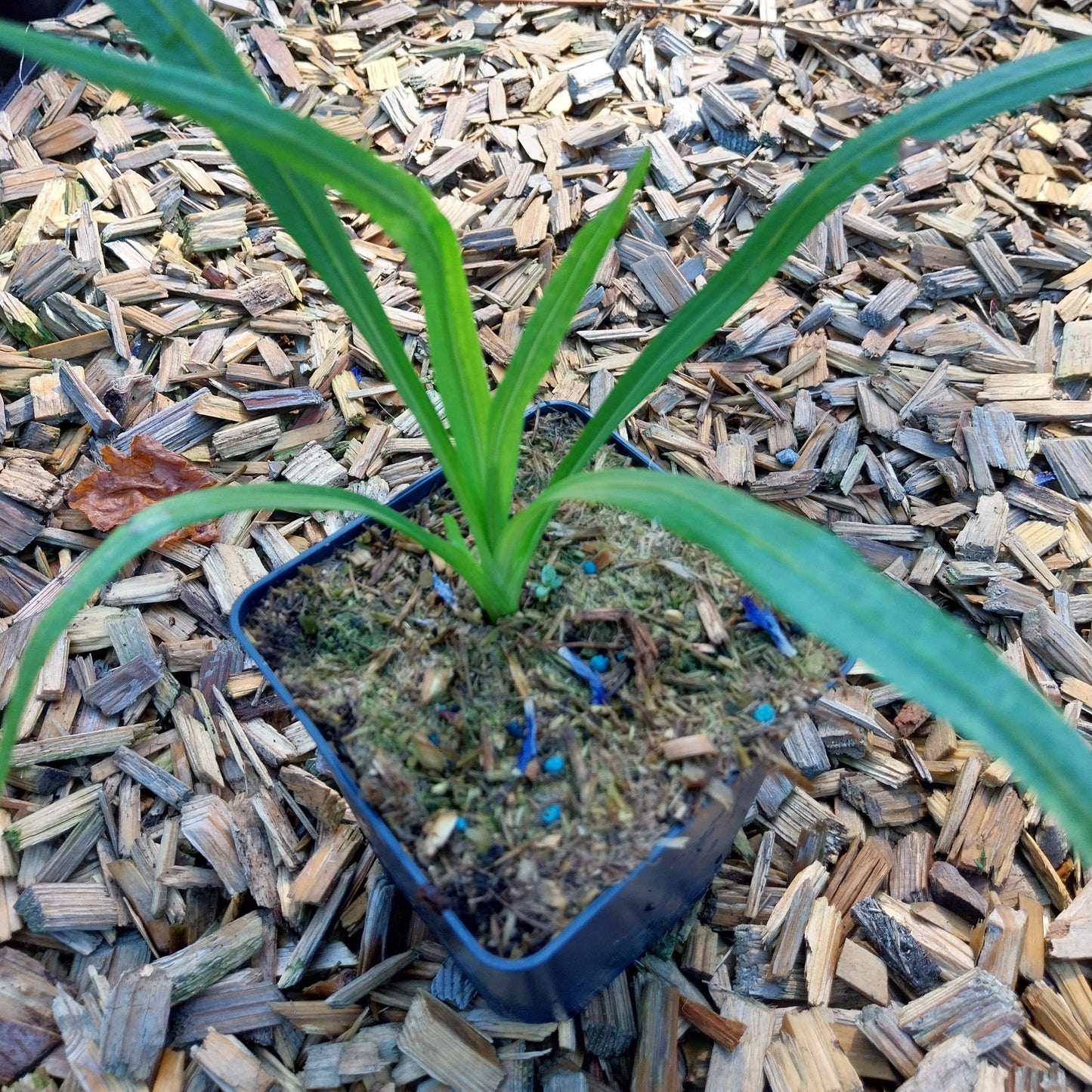 Liatris spicata Ährige Prachtscharte