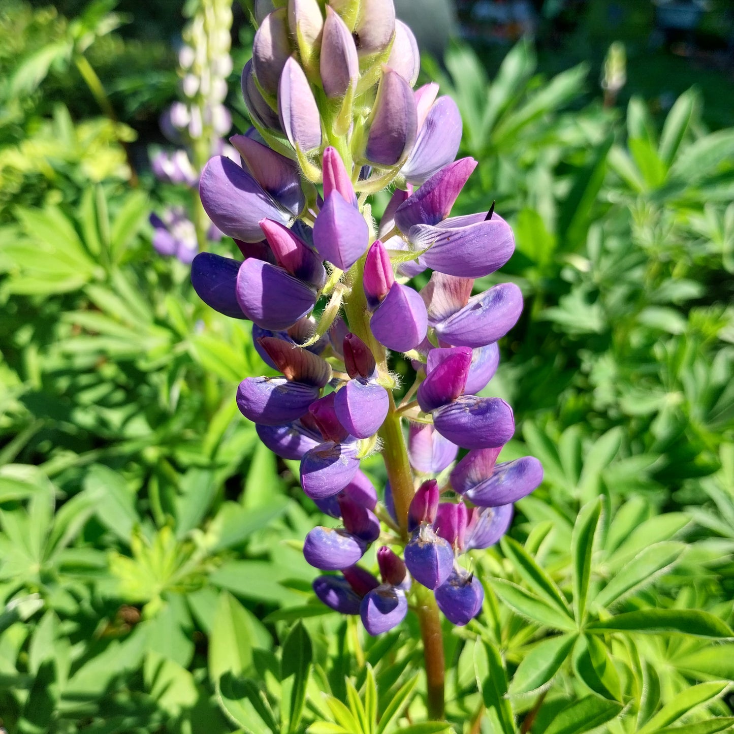 Lupinus polyphyllus 'Kastellan' Lupine