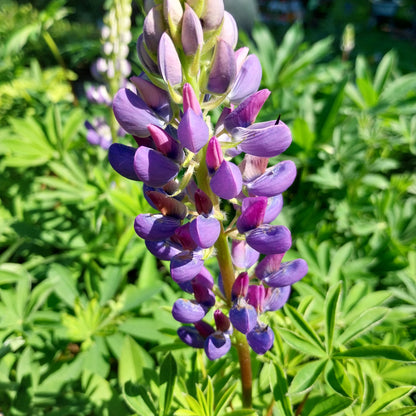 Lupinus polyphyllus 'Kastellan' Lupine