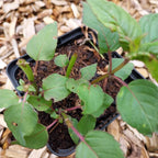 Monarda fistulosa 'Gardenview Scarlet' Indianernessel