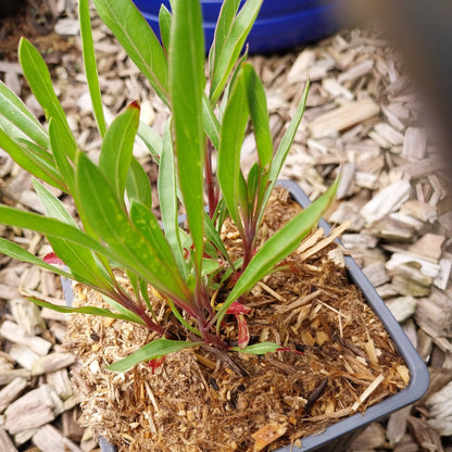 Oenothera macrocarpa Missouri-Nachtkerze