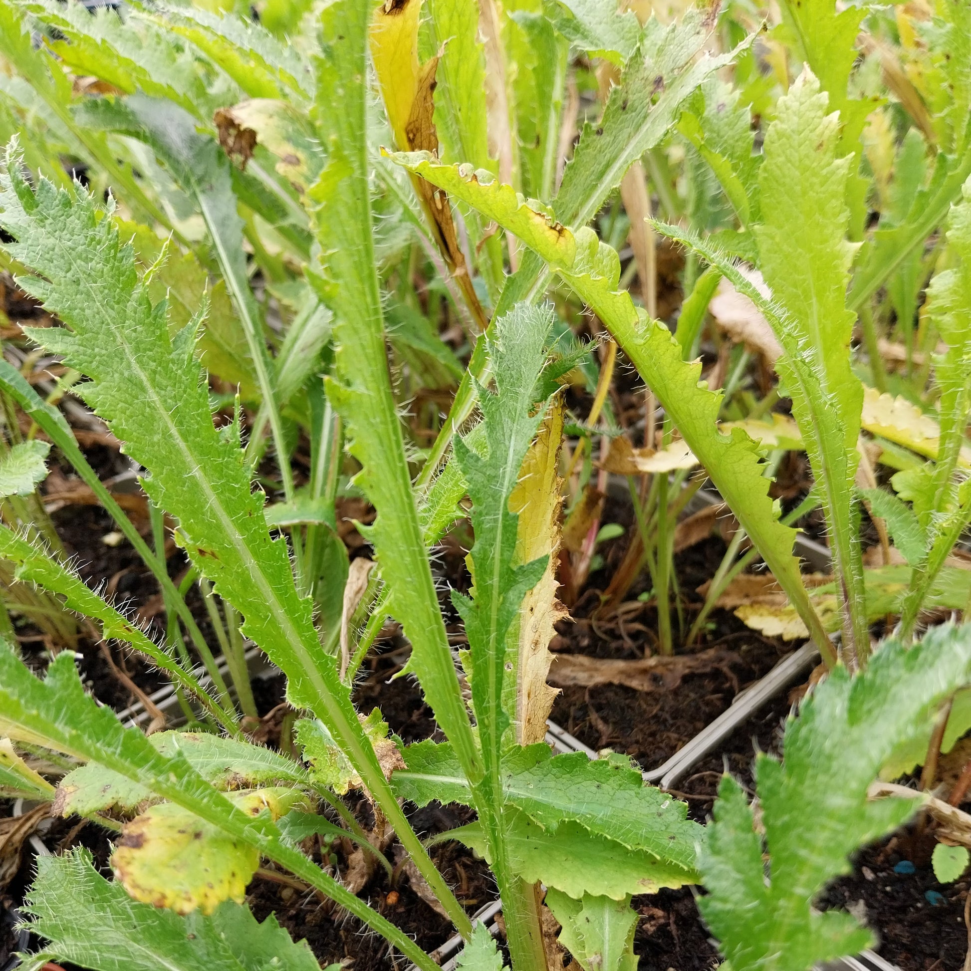 Papaver orientale Orientalischer Mohn