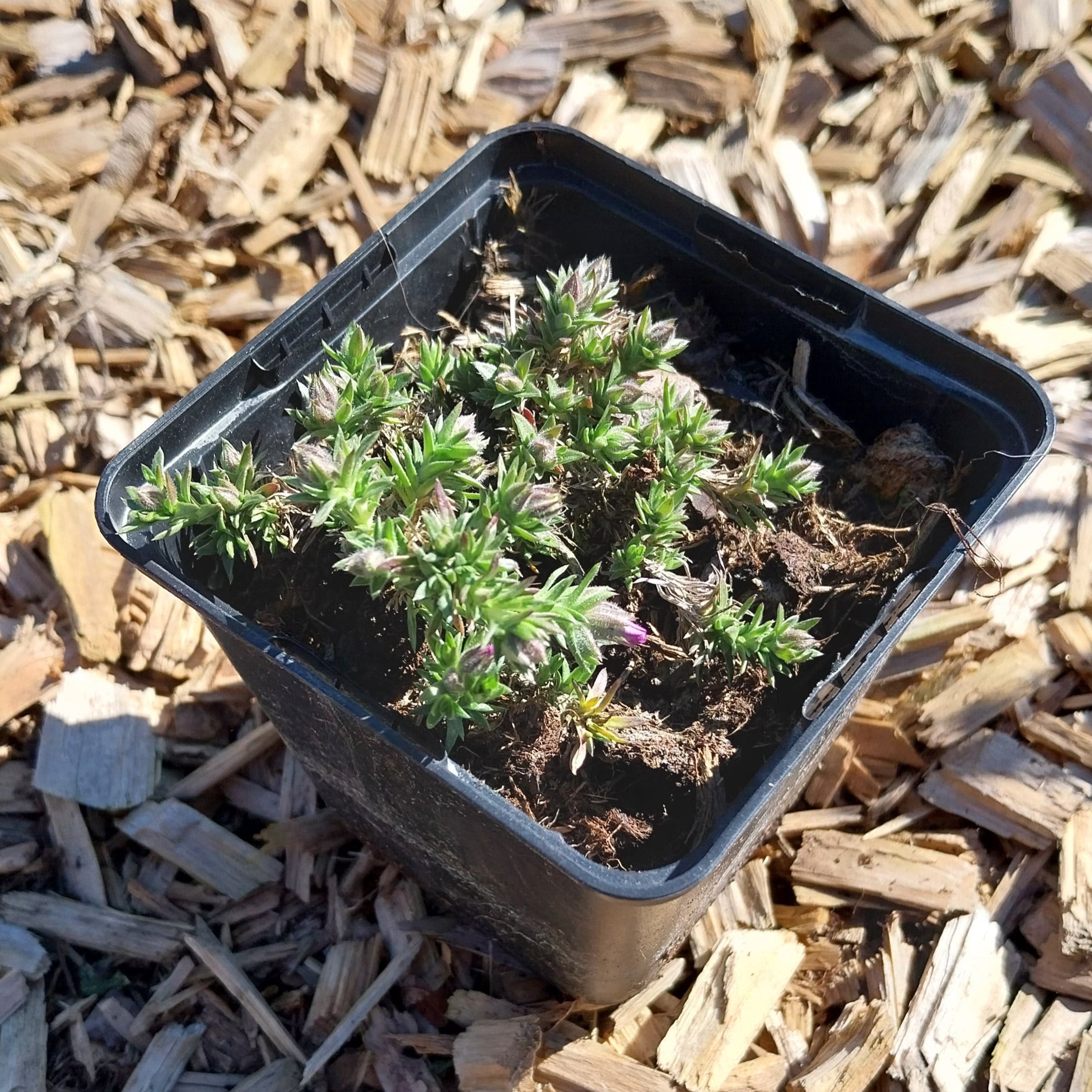 Phlox douglasii 'Red Admiral' Teppich-Flammenblume