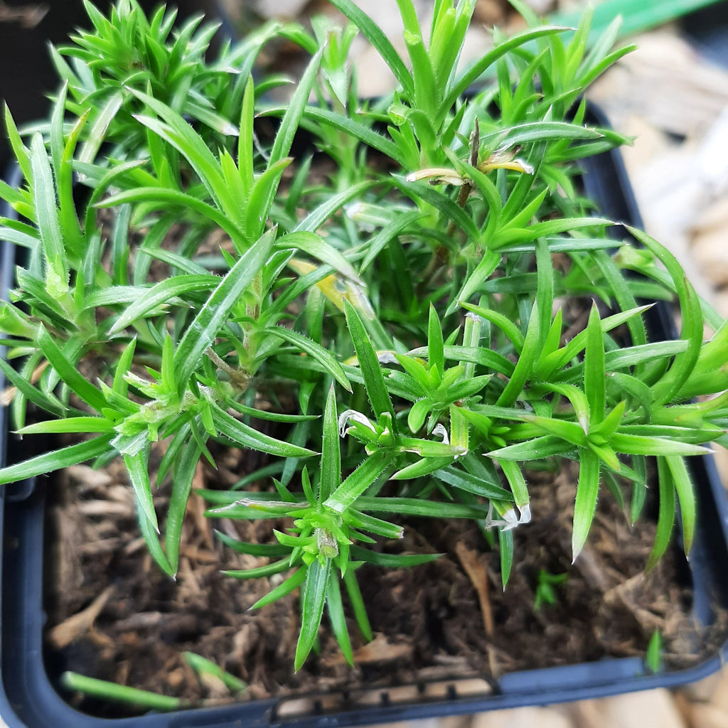 Phlox subulata 'Bavaria' Teppich-Flammenblume im Topf