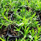 Phlox subulata 'Candy Stripes'  Teppich-Flammenblume im Frühjahr