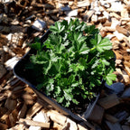 Potentilla neumanniana Frühlings-Fingerkraut im Topf