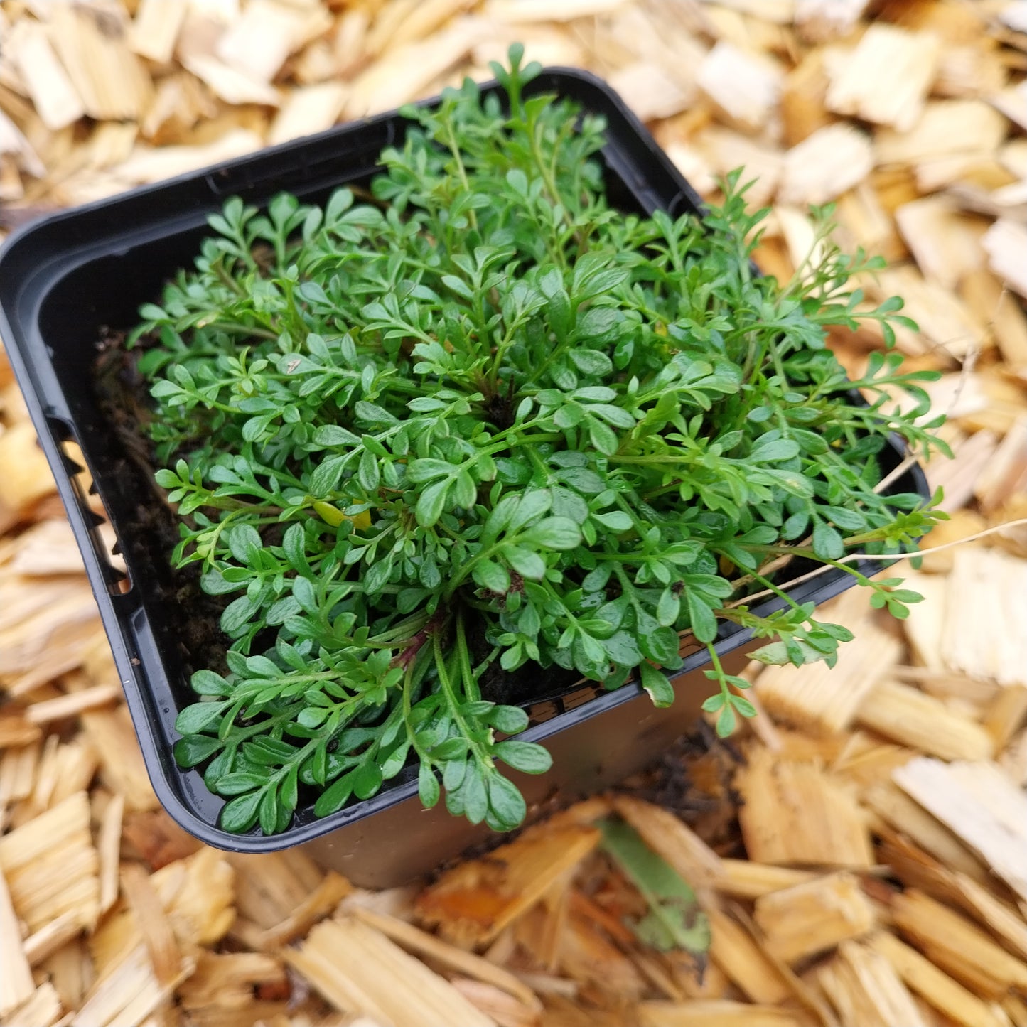 Pritzelago alpina subsp. alpina Alpen-Gämskresse