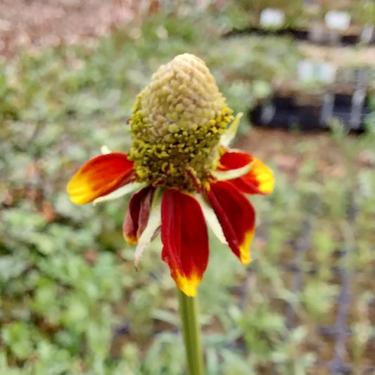Ratibida columnifera fo. pulcherrima 'Red Midget' Zapfenblume Blüte
