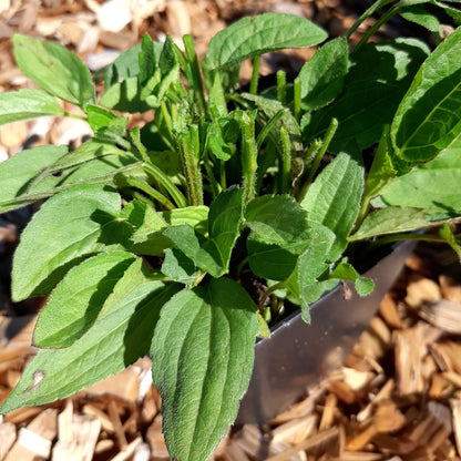 Rudbeckia fulgida var. sullivantii 'Goldsturm' Leuchtender Sonnenhut