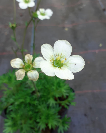 Saxifraga arendsii 'Adebar' Moos-Steinbrech Blüte