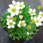 Saxifraga arendsii 'Stansfieldii' Moos-Steinbrech Blüte im Topf