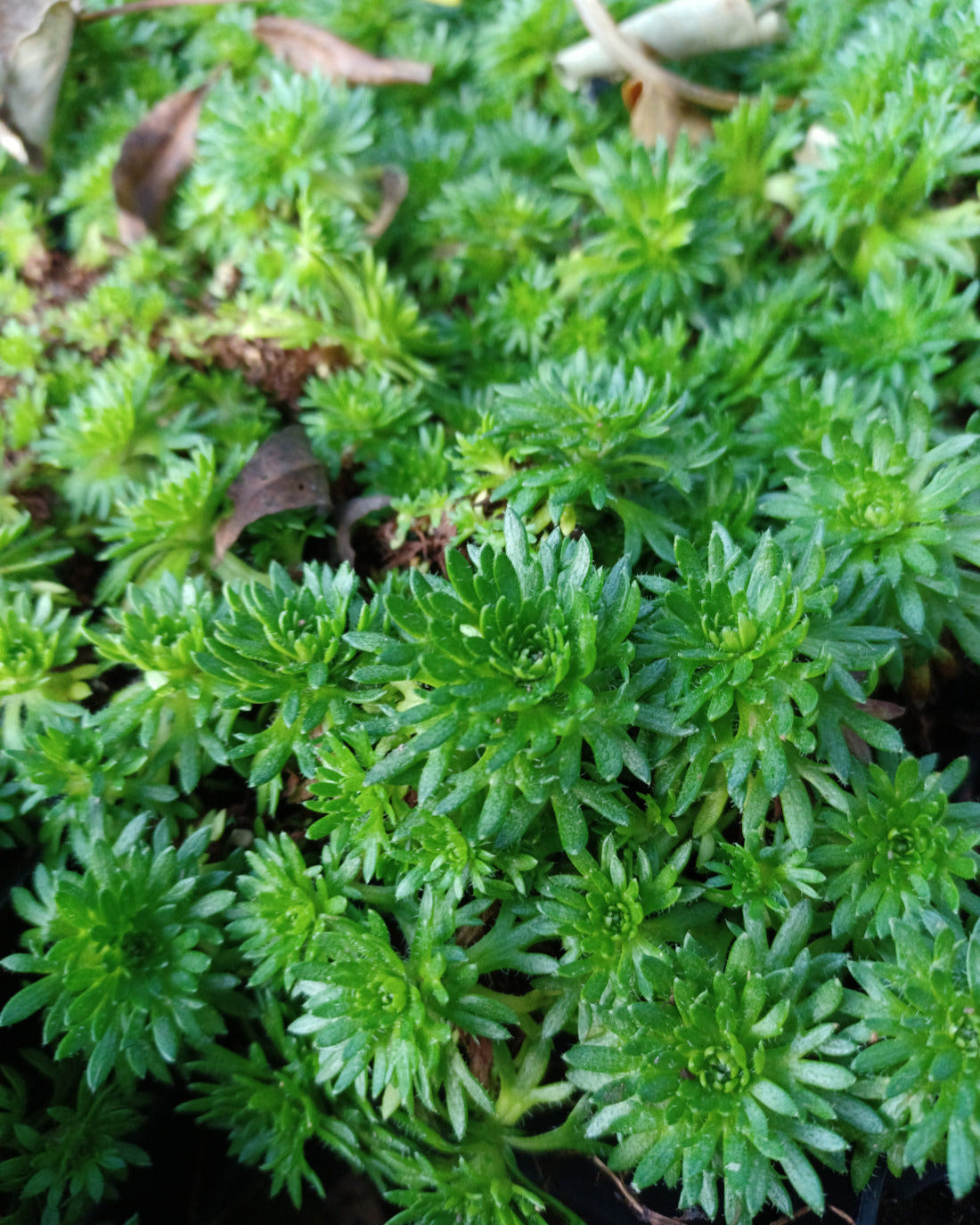 Saxifraga arendsii 'Pixie' Moos-Steinbrech ohne Blüte