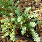 Sedum reflexum 'Elegans' Nickendes Fettblatt